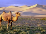 Dromedare Camel