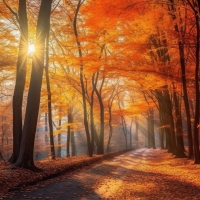 Landscape of the forest