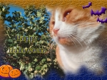 Happy Halloween