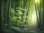 Green bamboo forest