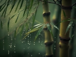 Bamboo forest