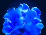 Blue petals