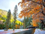 First Snow In Autumn
