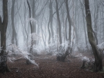 Frosted Forest