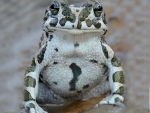 European Green Toad