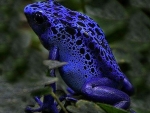 Blue Poison Dart Frog