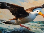 Albatross