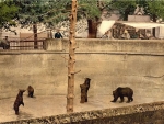 Bear Park, Bern, CH