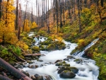 Oneonta creek in fall colors at Triple Falls, Columbia River Gorge, Oregon