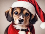 Santa Paws