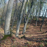 Avrig forest