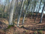 Avrig forest
