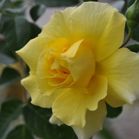 yellow rose