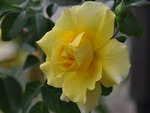 yellow rose