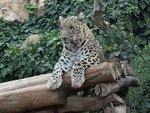 persian leopard