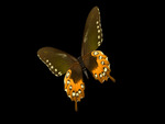 Butterfly 2
