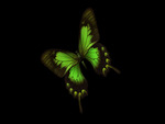 Butterfly 3