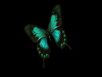 Butterfly 4