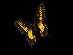 Butterfly 07