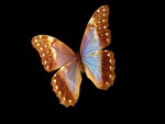 Butterfly 7