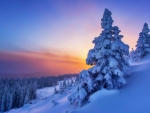 Snowy Sunset