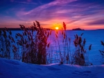 Purple winter sunset