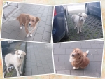 Dogs Collage