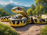 Carpet Python