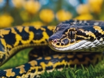 Carpet Python