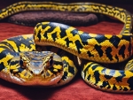 Carpet Python