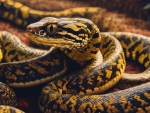 Carpet Python