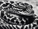 Carpet Python