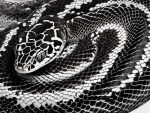Carpet Python