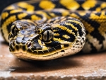 Carpet Python