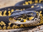 Carpet Python