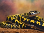 Carpet Python