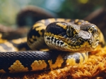 Carpet Python