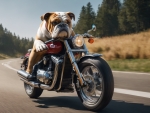British Bulldog Riding A Motorcycle