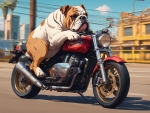 British Bulldog Riding A Motorcycle