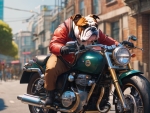 British Bulldog Riding A Motorcycle