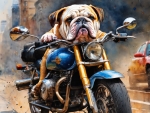 British Bulldog Riding  Motorcycle