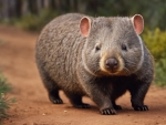 Bare Nose Wombat