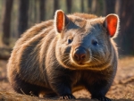 Bare Nose Wombat