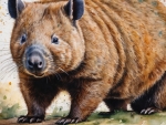Bare Nose Wombat