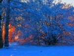 Beautiful Colors of Winter