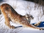 Canadian lynx