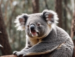 Koala