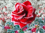 frozen roses