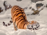 Tiger in the snow