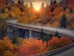 Forest Bridge At Autumn